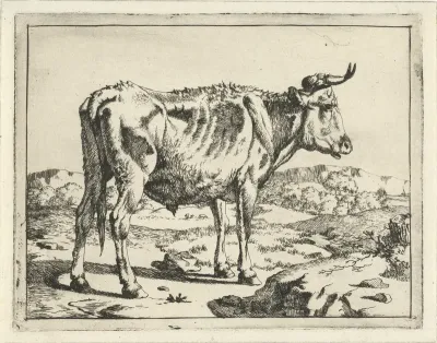 Stier staand bij rots