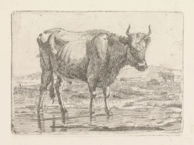 Stier staand in sloot