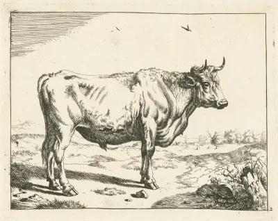 Stier, staand naar rechts, met vogels