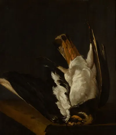 Still life with a Northern lapwing