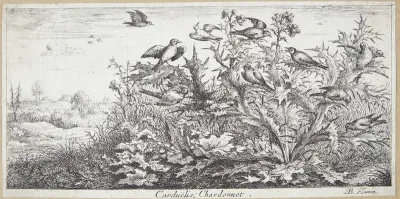 Stillidsen (Carduëlis)