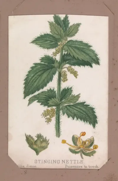 Stinging Nettle from the Plants series