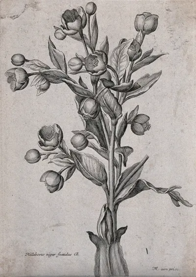 Stinking hellebore (Helleborus foetidus): flowering stem