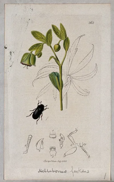 Stinking hellebore (Helleborus foetidus) with an associated beetle and its anatomical segments