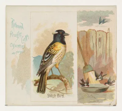 Stitch Bird, from the Song Birds of the World series (N42) for Allen & Ginter Cigarettes