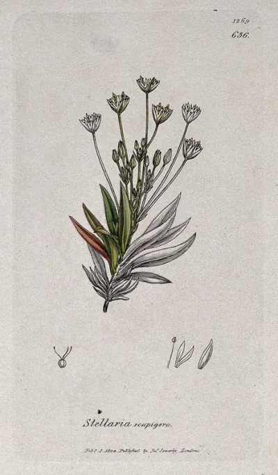 Stitchwort (Stellaria scapigera): flowering stem and floral segments