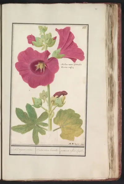 Stokroos (Alcea rosea)
