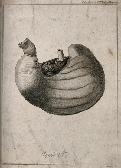 Stomach of a male wombat, shown life-size, turned inside-out, and inflated