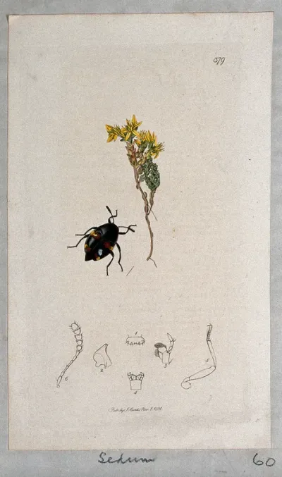 Stonecrop or wall pepper plant (Sedum acre) with an associated beetle and anatomical segments