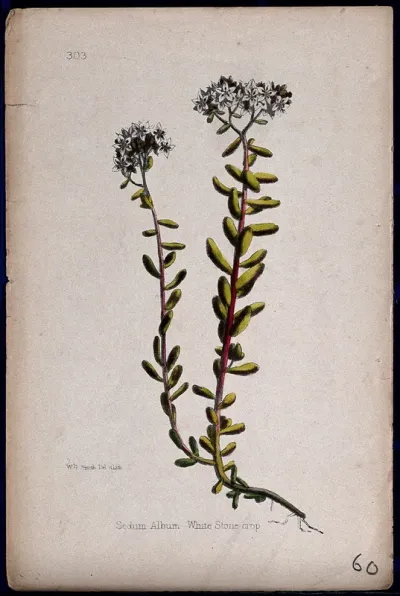 Stonecrop (Sedum album): flowering stems