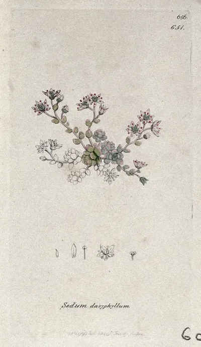 Stonecrop (Sedum dasyphyllum): flowering plant and floral segments