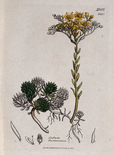 Stonecrop (Sedum forsterianum): flowering plant and floral segments