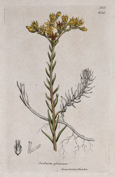 Stonecrop (Sedum glaucum): flowering plant and floral segments