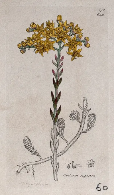 Stonecrop (Sedum rupestre): flowering plant and floral segments