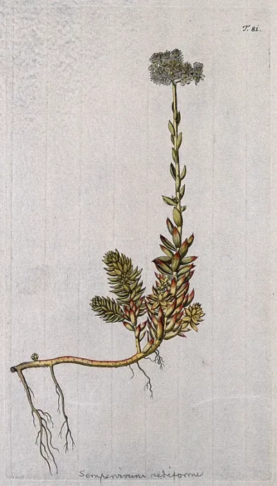 Stonecrop (Sedum rupestre L.): flowering stem with roots