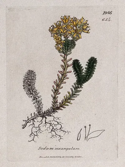 Stonecrop (Sedum sexangulare): flowering plant and floral segments