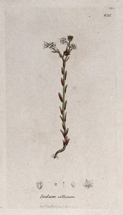 Stonecrop (Sedum villosum): flowering plant and floral segments