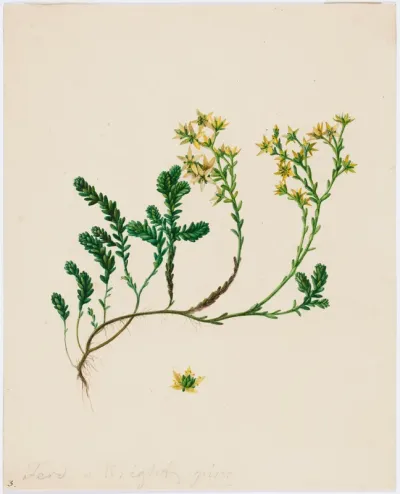 Stonecrop