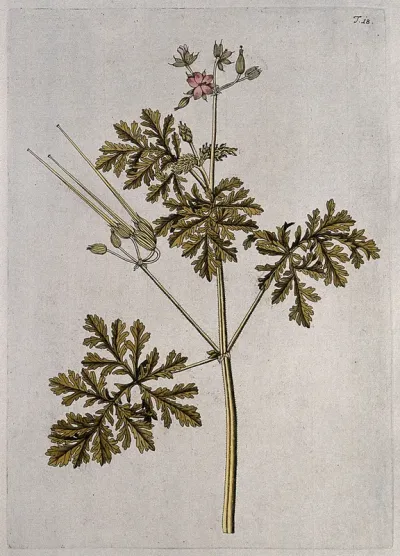 Stork's bill (Erodium ciconium): flowering and fruiting stem