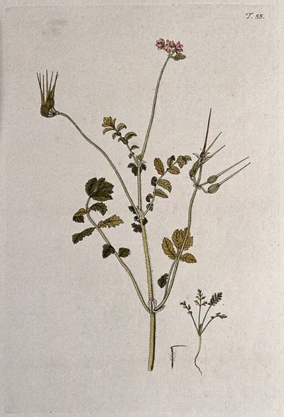 Stork's bill (Erodium moschatum): flowering and fruiting stem with separate seedling and seed