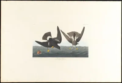 Stormy Petrel