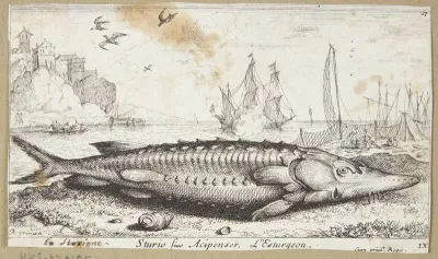 Stør (Sturio siue Acipenser)