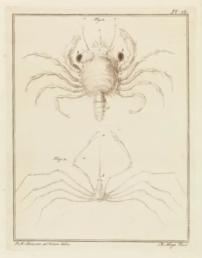 Strandkrab en een pijlkrabbensoort