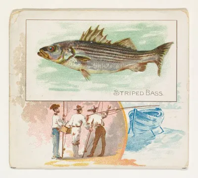 Striped Bass, from Fish from American Waters series (N39) for Allen & Ginter Cigarettes