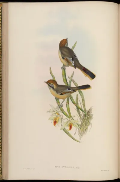 Striped-throated Siva