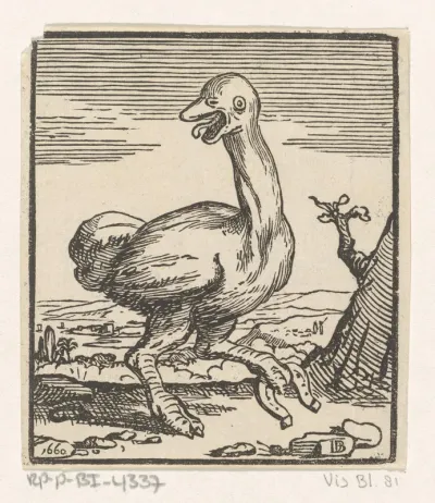 Struisvogel