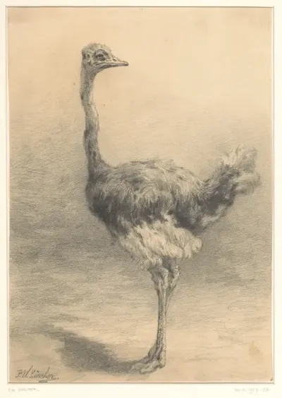 Struisvogel