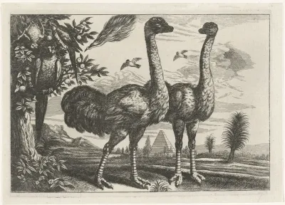Struisvogels