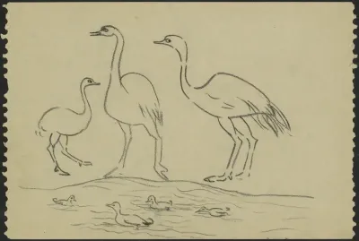 Struisvogels aan een waterkant