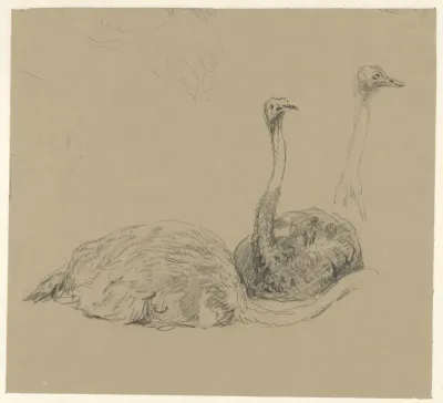 Struisvogels