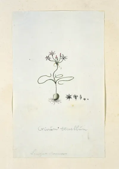 Strumaria tenella (L.f. ) Snijman