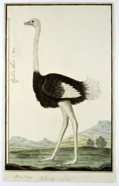 Struthio camelus (Common Ostrich)