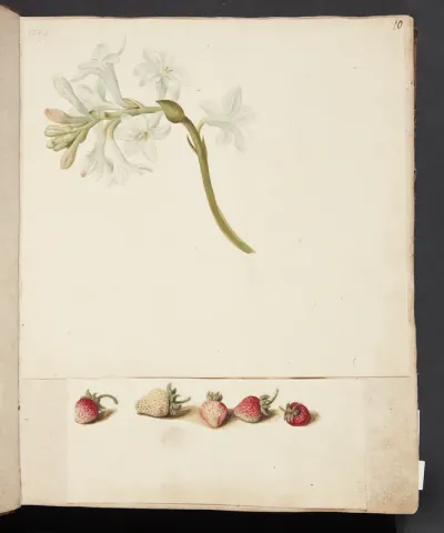 Studie af blomst og jordbær