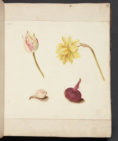 Studie af blomster og løg