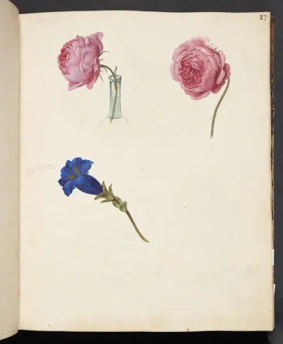 Studie af lyserød rose og blå blomst