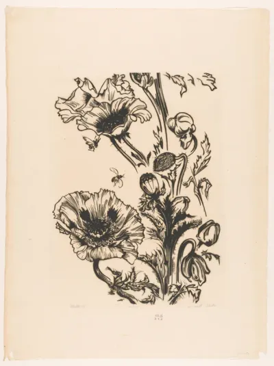 Studie papavers