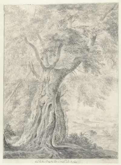 Studie van een boom