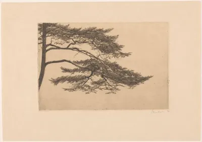 Studie van een dennenboom