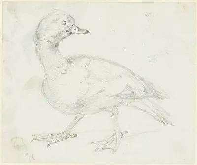 Studie van een eend en twee andere vogels