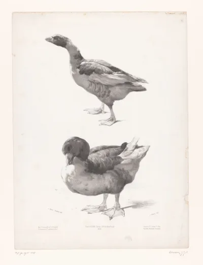 Studie van een gans en een eend