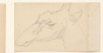 Studie van een giraffenkop