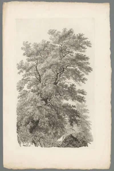 Studie van een grote boom aan de oever van een rivier