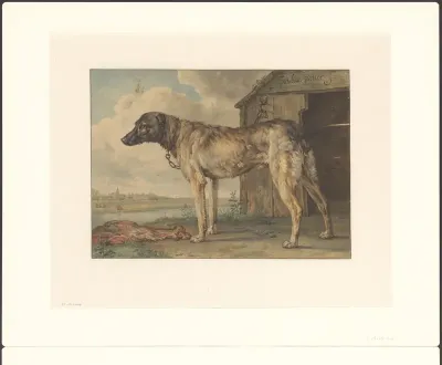 Studie van een hond
