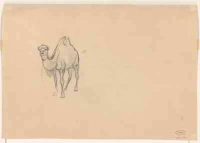 Studie van een kameel