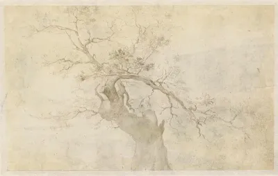 Studie van een knoestige boom