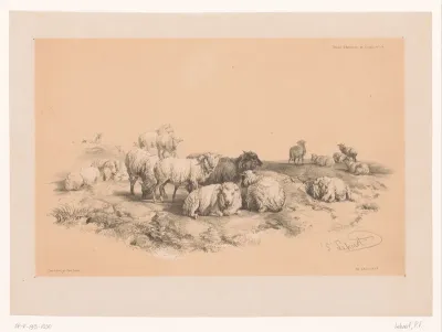 Studie van een kudde schapen